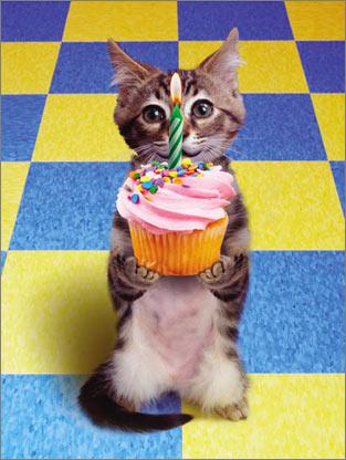 bdaycat1.jpg bdaycat1.jpg