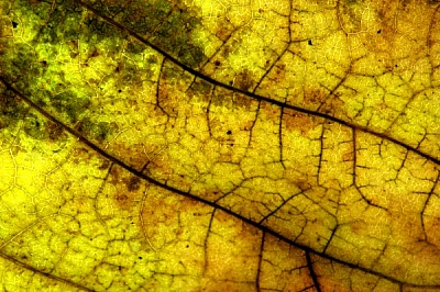 bright-yellow-leaf-macro.jpg bright-yellow-leaf-macro.jpg