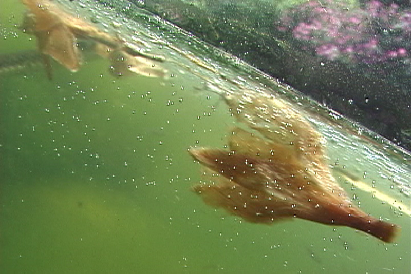 underwaterview18.jpg
