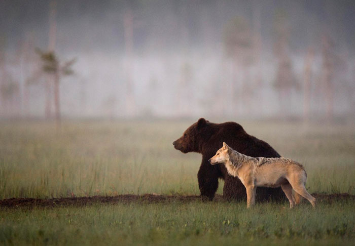 woolf-bear.jpg